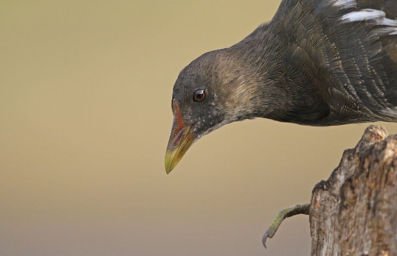 Portret van een Waterhoen by Michel de Beer