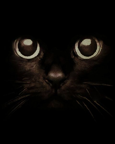 Les yeux d'un chaton par Jan Keteleer
