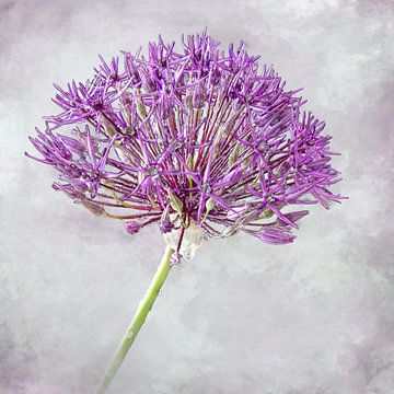 Summer beauty, allium by Rietje Bulthuis