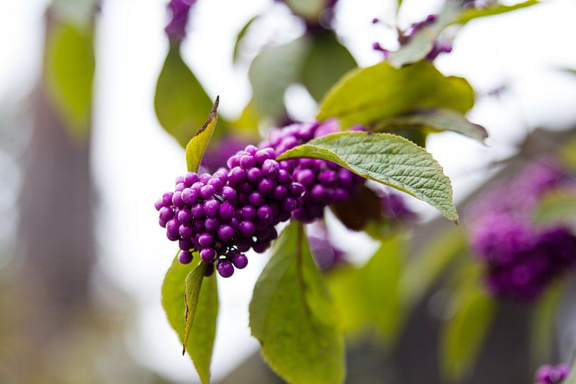 Paarse besjes by Petra Brouwer