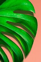 Leaf of Monstrosa Deliciosa plant in front of pink wall