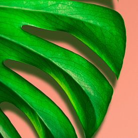 Blad van Monstrosa Deliciosa plant voor roze muur van Jeroen Cox