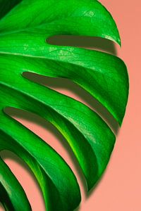 Blad van Monstrosa Deliciosa plant voor roze muur van Jeroen Cox