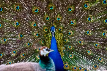 Auftrumpfen und weitergeben von M.J. Lagerwerf