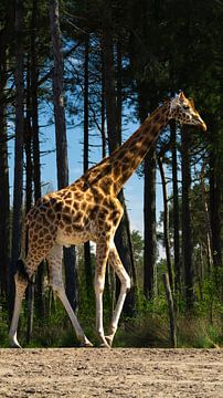 A giraffe on the move by Teuntje van den Brekel