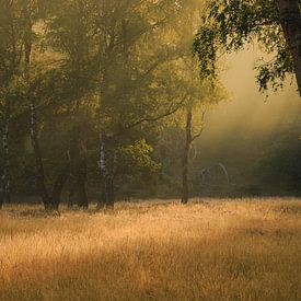 Early morning van Remco Stunnenberg