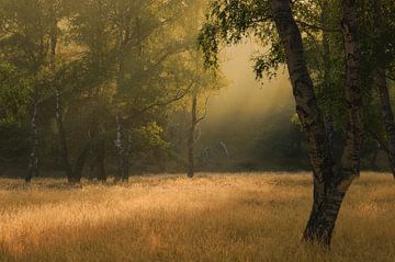 Tôt le matin