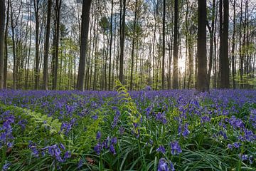 Frisches Grün und Lila im Haller Wald von Menno Schaefer