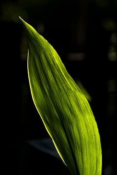 Stralend Groen van Britt Spee