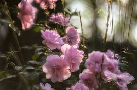 flowers part 11 by Tania Perneel