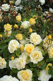 Rosa ‘Golden Gift’ rose van Richard Wareham