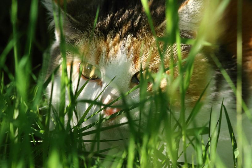 cat hidden in the grass by Olaf Franke