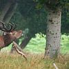 cerf élaphe qui beugle sur Andy van der Steen - Fotografie