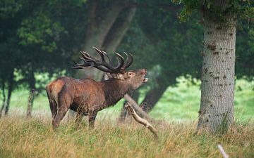 cerf élaphe qui beugle