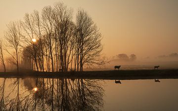 Schafe im Morgennebel von Ingrid van Wageningen