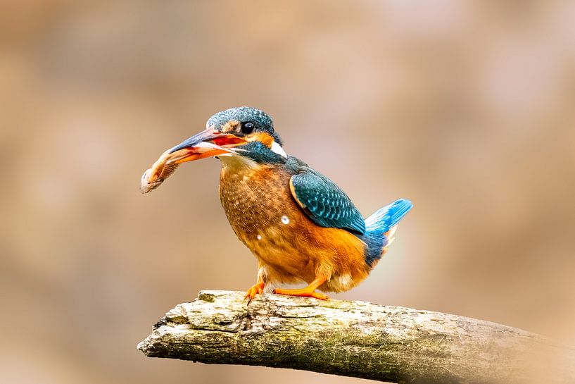 Kingfisher on branch with freshly caught fish by Gianni Argese
