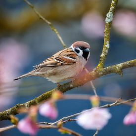 Field sparrow on an ornamental cherry by ManfredFotos