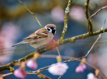 Moineau des champs sur un cerisier d'ornement