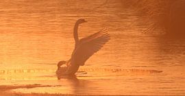 Silent Grace – Swan at Sunrise