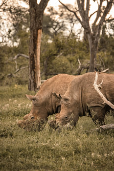 Rhinocéros blanc 3