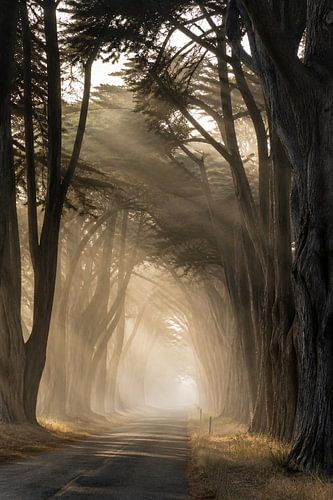 Mystischer Waldweg mit Sonnenstrahlen – Kinematische Fine-Art-Naturfotografie