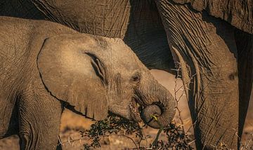 Tranen krijg je van het eten van doorns van Loris Photography