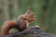 Eichhörnchen im Regen von Astrid Brouwers Miniaturansicht