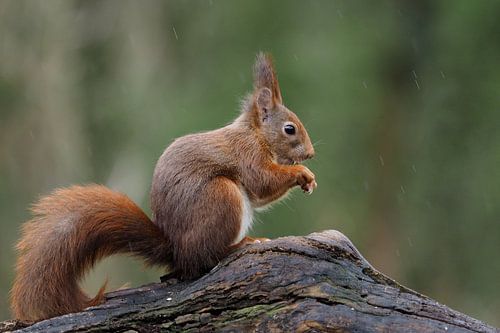 Eekhoorn in de regen
