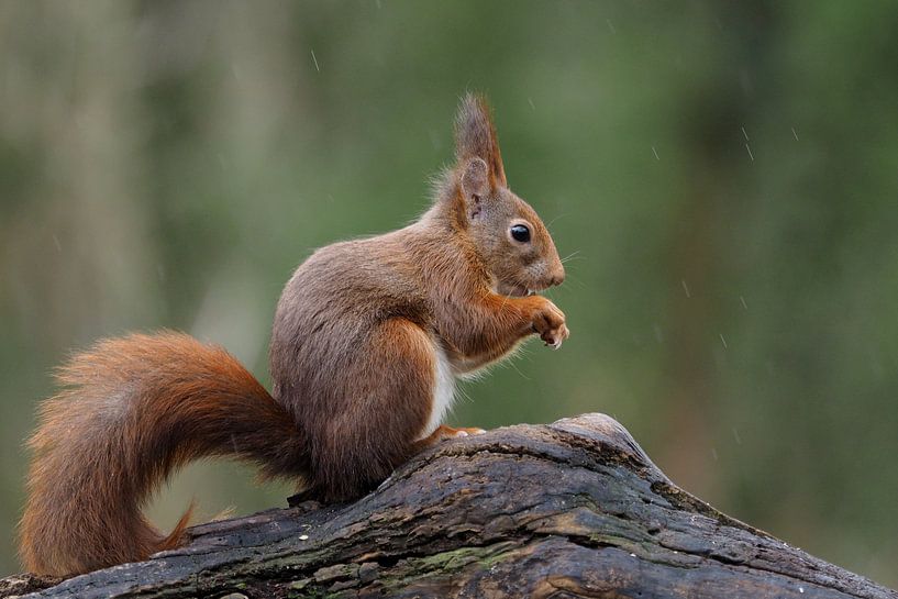 Eichhörnchen im Regen von Astrid Brouwers