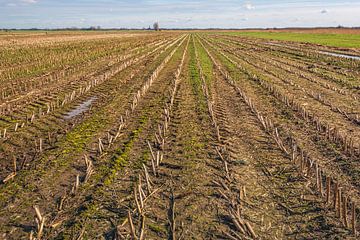 Feld mit zusammenlaufenden Reihen von Maisstoppeln von Ruud Morijn