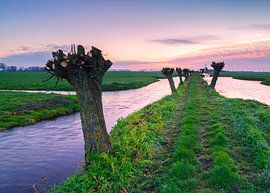 Pollarded by Jan Koppelaar Fotografie