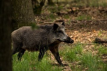 Sanglier sauvage sur Wertoy Bram