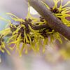 Hamamelis - toverhazelaar sur Aafke's Art