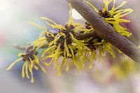 Hamamelis - toverhazelaar