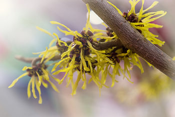 Hamamelis - toverhazelaar