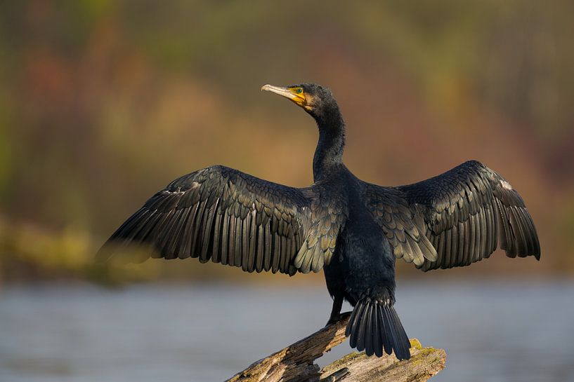 Spread your wings by Robert Ruidl