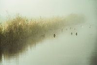 Onaf landschap I