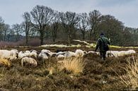 herder en schapen van Andre Klooster thumbnail