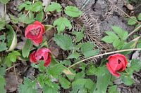 bloemen langs het spoor