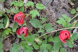 fleurs le long de la piste