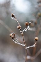 ijzig plantje 