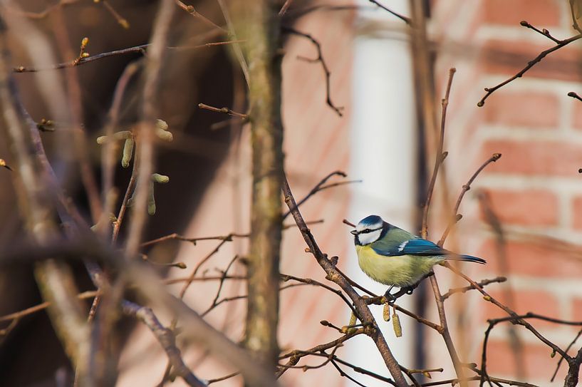 pimpelmeesje in een boom van Miny'S