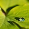 Goutte sur la feuille sur Corinne Welp