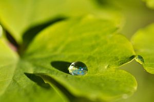 Goutte sur la feuille sur Corinne Welp