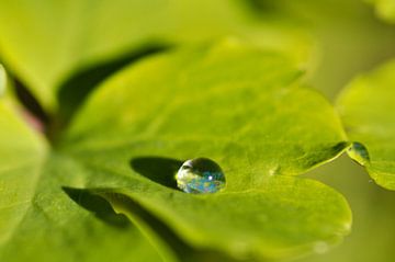 Goutte sur la feuille sur Corinne Welp