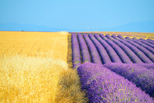 Lavender blossoming in the Provence during sunset