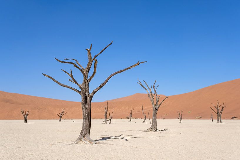 Deadvlei, skeletons of trees in a desolate dune landscapeDeadvlei / Dodevlei: a white clay plain by Nicolas Vangansbeke