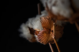 Amber Husk von Cindy Coenen Fine Art