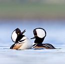 Hooded Mergansers in courthsip par AGAMI Photo Agency Aperçu