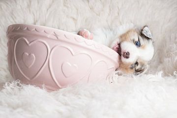 Australian shepherd pup in pink bowl by Cindy Van den Broecke